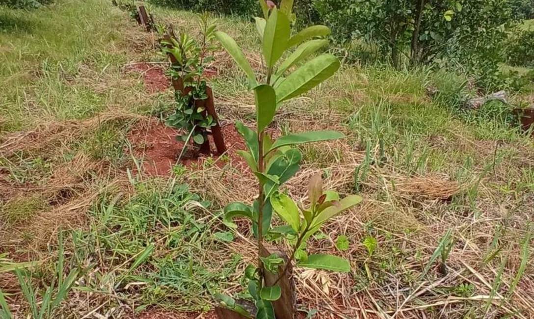 Con la  interplantaci&oacute;n se aprovechan espacios improductivos y se mejoran los rendimientos por hect&aacute;rea.