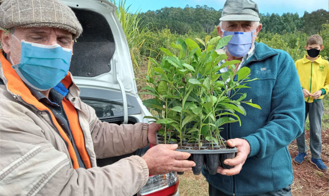 Imagen de Rebaje y limpieza de yerbales, ejes de la capacitaci&oacute;n con productores