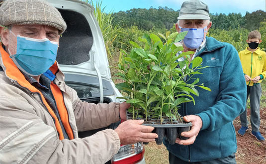 Imagen de Rebaje y limpieza de yerbales, ejes de la capacitaci&oacute;n con productores