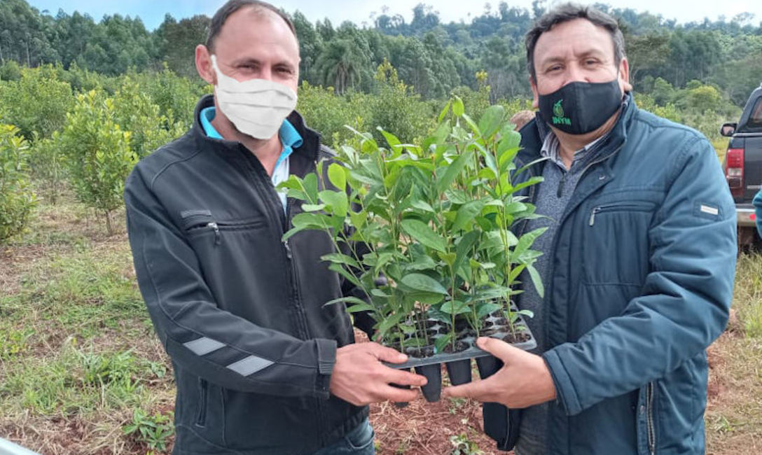Imagen de Rebaje y limpieza de yerbales, ejes de la capacitaci&oacute;n con productores
