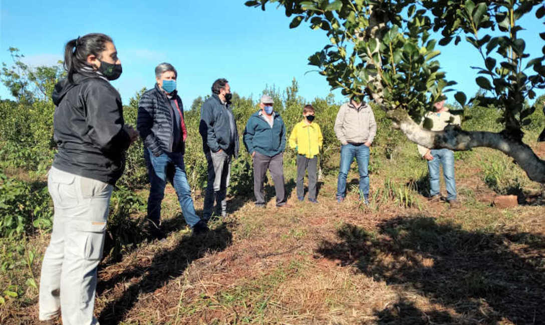 Imagen de Rebaje y limpieza de yerbales, ejes de la capacitaci&oacute;n con productores
