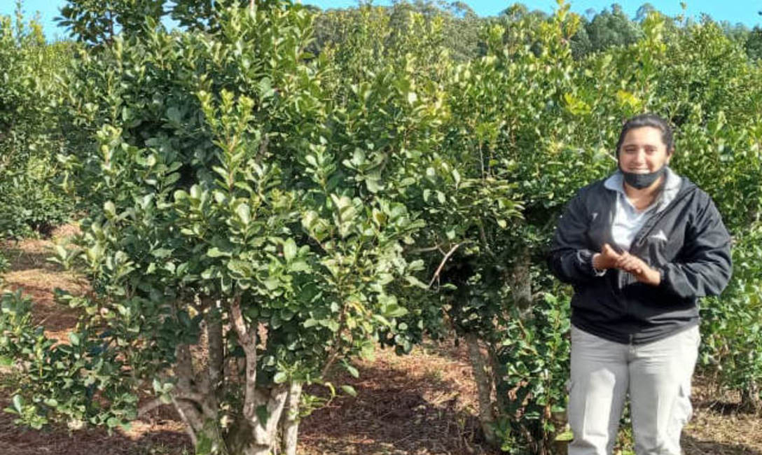 Imagen de Rebaje y limpieza de yerbales, ejes de la capacitaci&oacute;n con productores