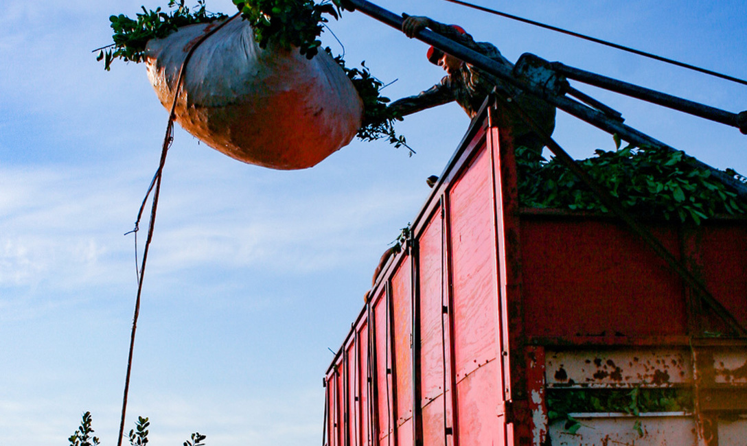 La productividad es clave: se mide por la cantidad de hoja verde que se obtiene por hect&aacute;rea y no por la extensi&oacute;n de una superficie plantada.