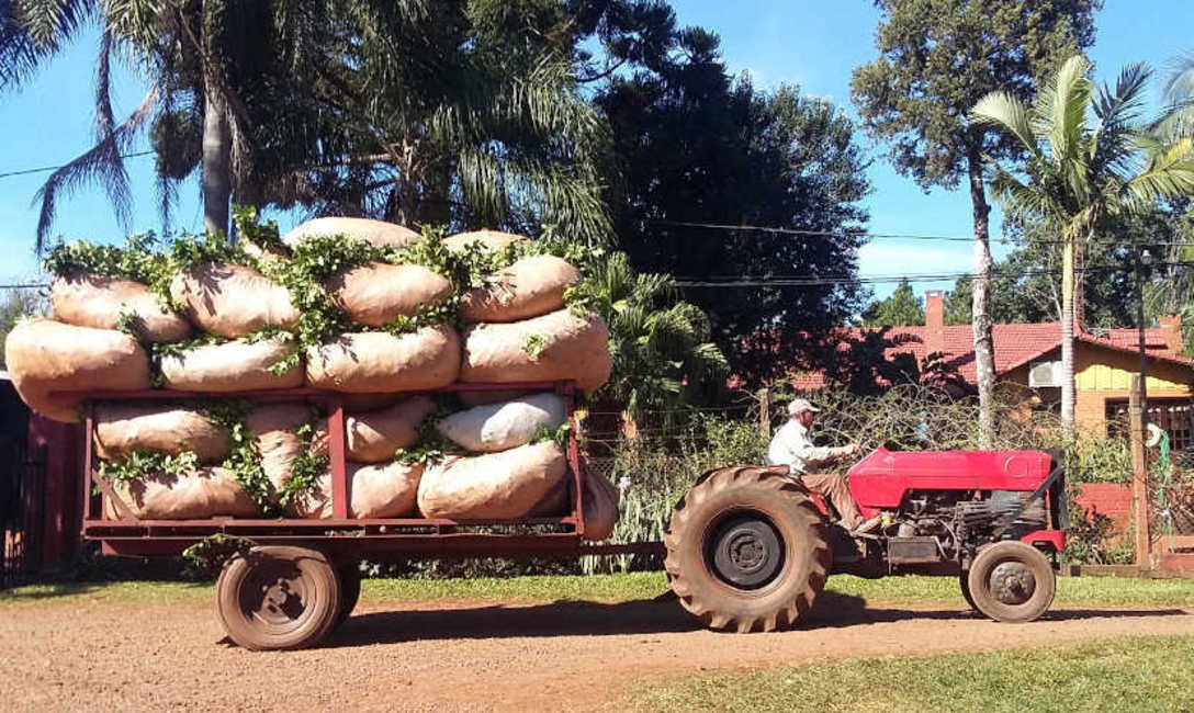El n&uacute;mero de productores que comercializaron hoja verde pas&oacute; de 7.360 a 9.334.