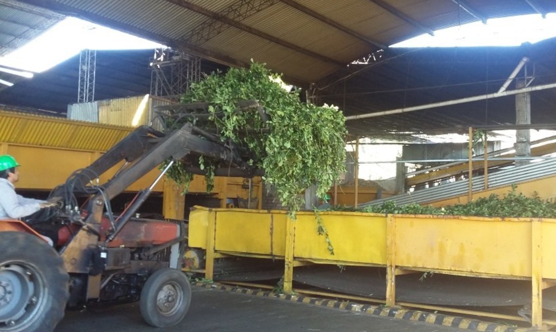 La cantidad de secaderos que elaboraron yerba canchada, pasaron de 166 a 190.