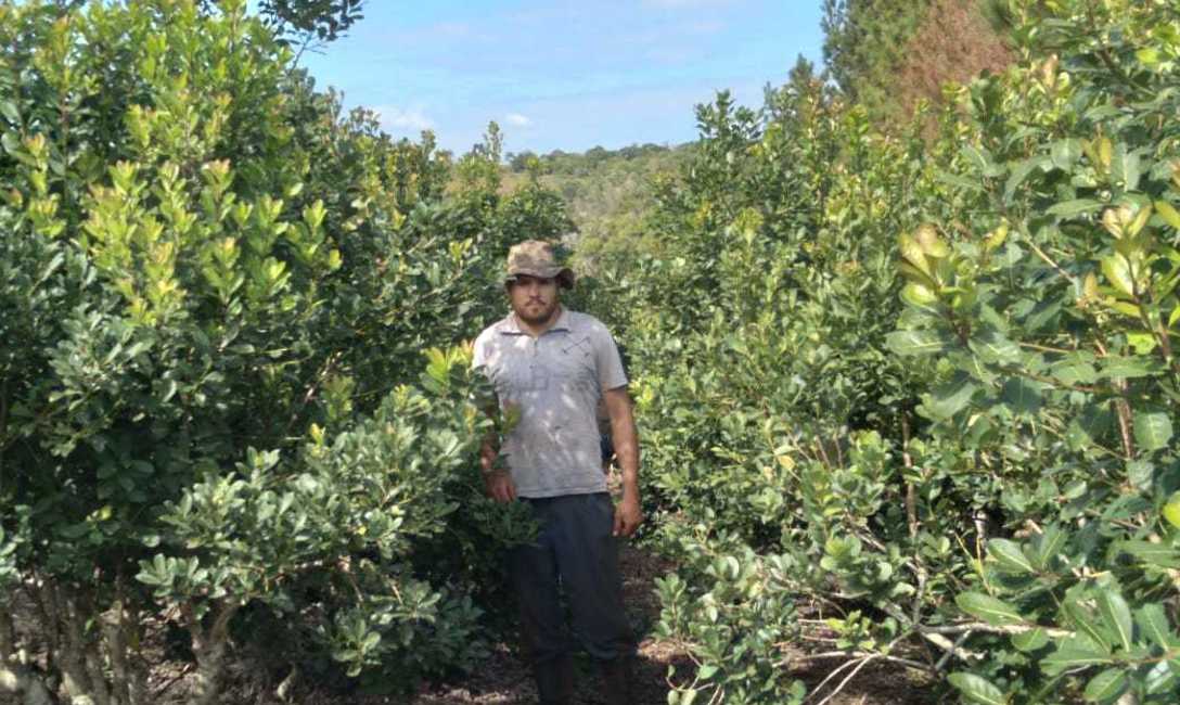 Jos&eacute; Penkala cosech&oacute; m&aacute;s de 150 kilos de hoja verde en las plantas de yerba mate que �son &aacute;rboles�, que crecieron �a gusto� en lo que alg&uacute;n d&iacute;a fue un potrero en Cerro Polaca.