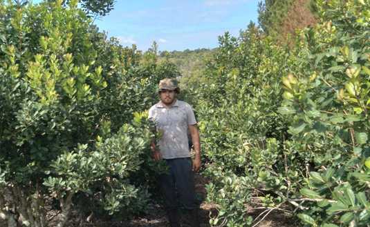 Jos&eacute; Penkala cosech&oacute; m&aacute;s de 150 kilos de hoja verde en las plantas de yerba mate que �son &aacute;rboles�, que crecieron �a gusto� en lo que alg&uacute;n d&iacute;a fue un potrero en Cerro Polaca.
