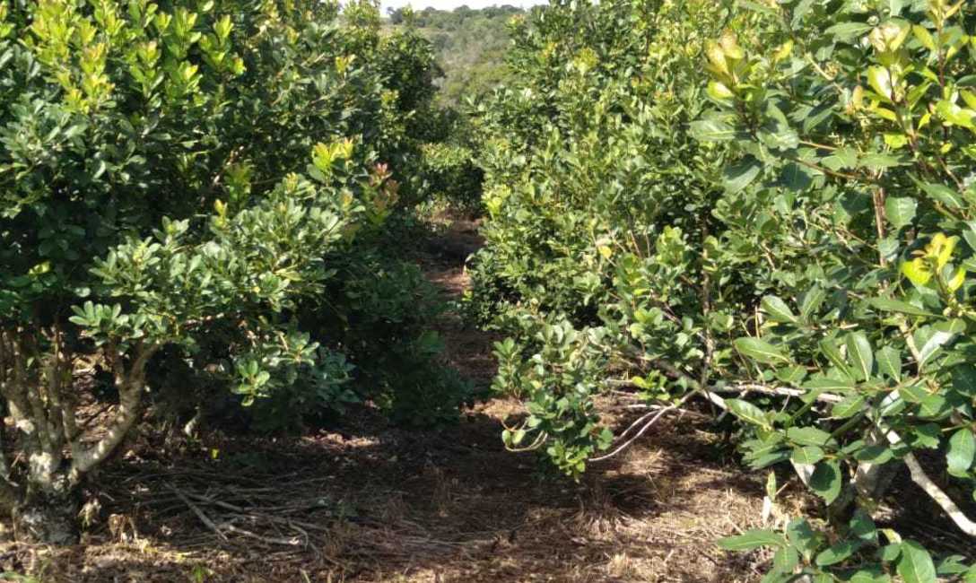 Imagen de El &aacute;rbol de la yerba: para el mate y para el ganado