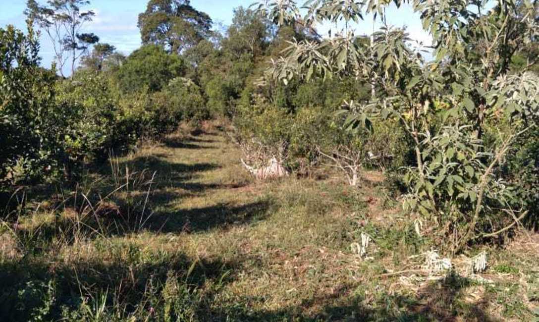 Imagen de El &aacute;rbol de la yerba: para el mate y para el ganado