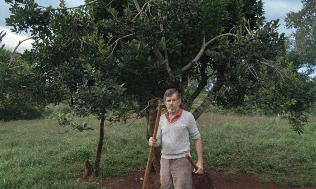 Imagen de El &aacute;rbol de la yerba: para el mate y para el ganado