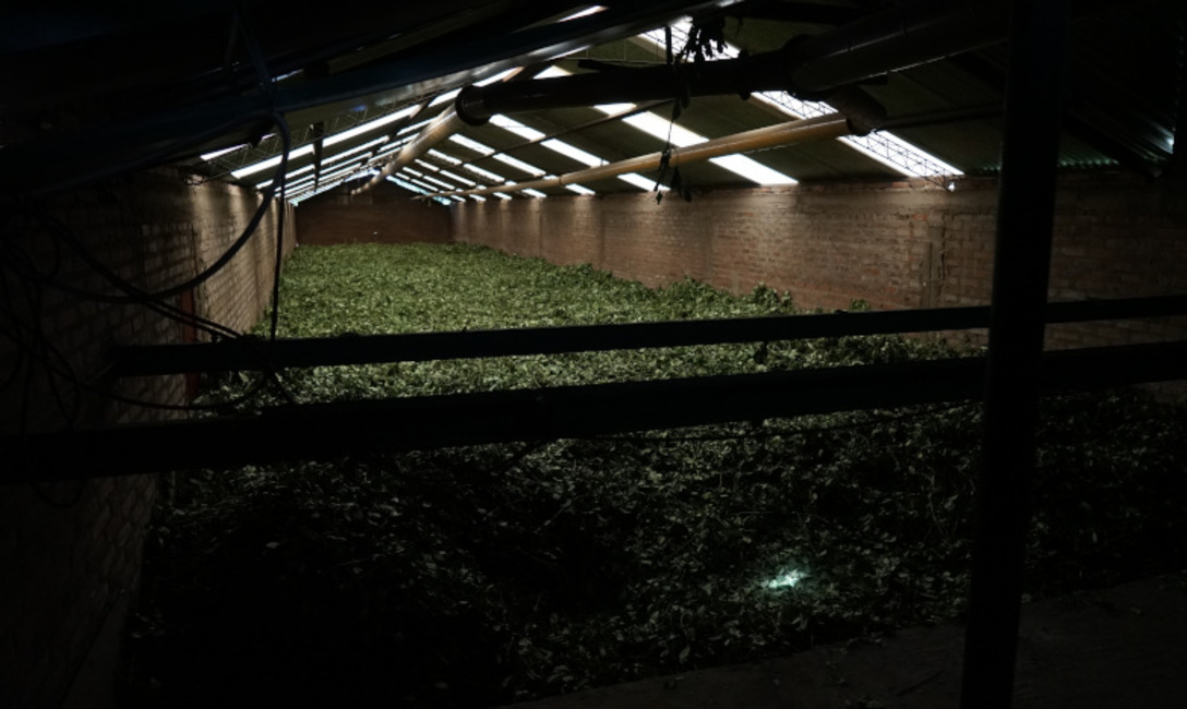 Ingresaron a secaderos de la zona productora 128,86 millones de kilos de hoja verde.