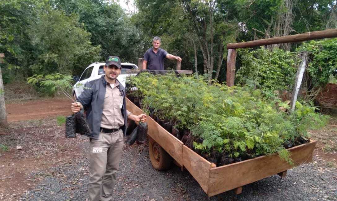 Los &aacute;rboles permiten una mayor infiltraci&oacute;n del agua de lluvia en el suelo.