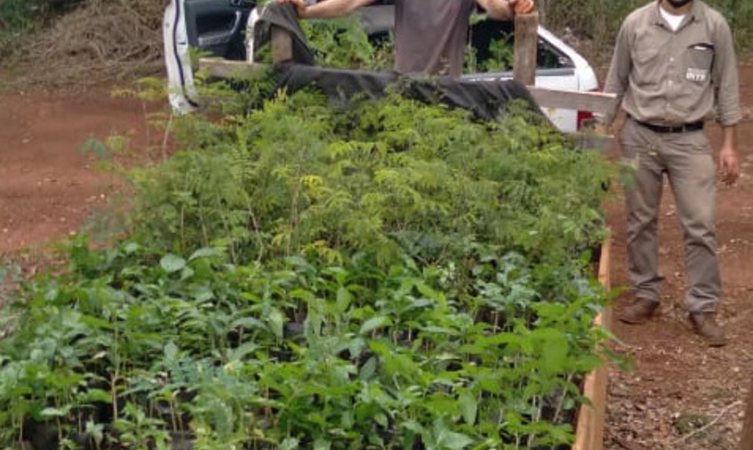 Tambi&eacute;n proporcionan m&aacute;s humedad, control de plagas, estabilidad de la temperatura ambiente.