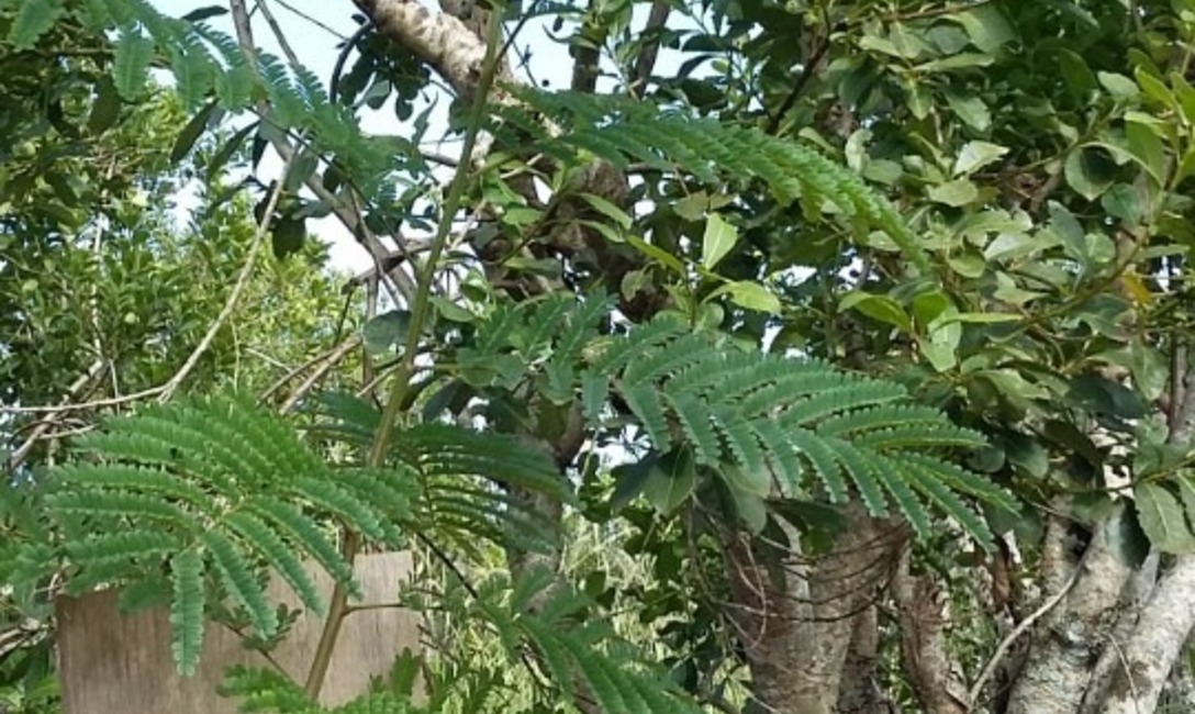 Hay que plantarlos estrat&eacute;gicamente para que den sombra en verano y m&aacute;s sol en invierno.