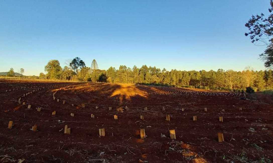 Imagen de Ante la falta de lluvias, se recomienda monitorear y regar los plantines de yerba mate