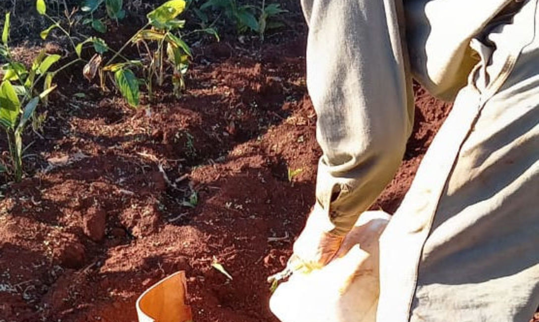 Imagen de Ante la falta de lluvias, se recomienda monitorear y regar los plantines de yerba mate