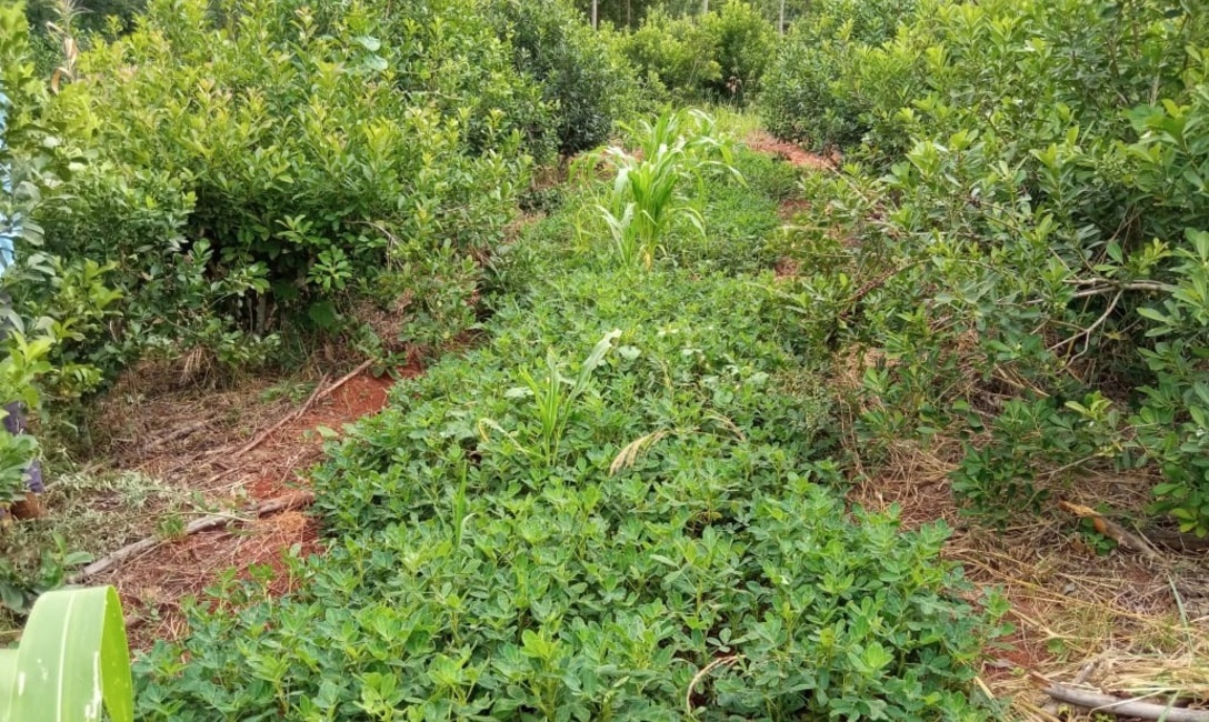 Man&iacute; com&uacute;n, foto: Gabriela Silva Dico.