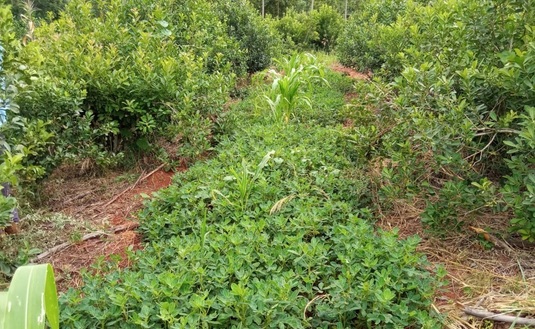 Man&iacute; com&uacute;n, foto: Gabriela Silva Dico.