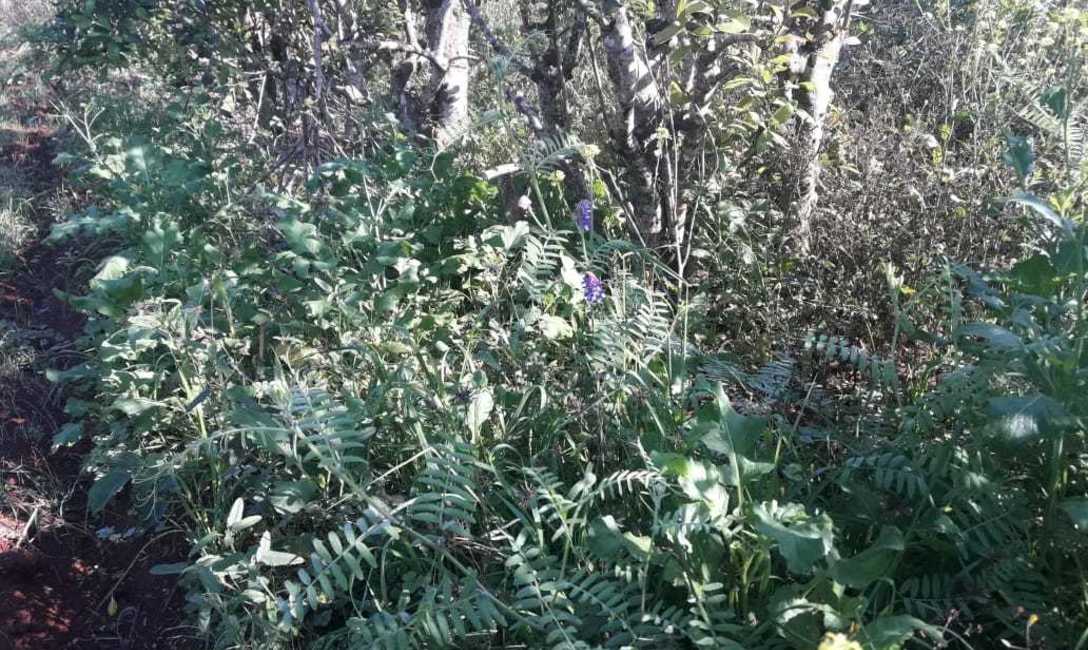 La vicia, una especie de la familia de las leguminosas, importante fijadora de nitr&oacute;geno. Foto: Mara Chedler
