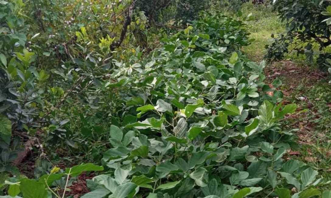 Poroto sable. Foto: Gabriela Silva Dico.