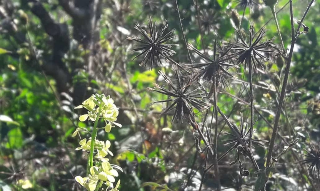 Amor seco (bidens pilosa) y brassica napus Mara Chedler.
