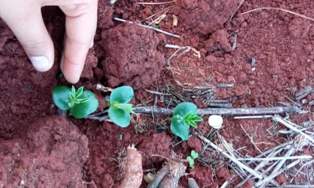 Lupino. Foto: Gabriela Silva Dico.