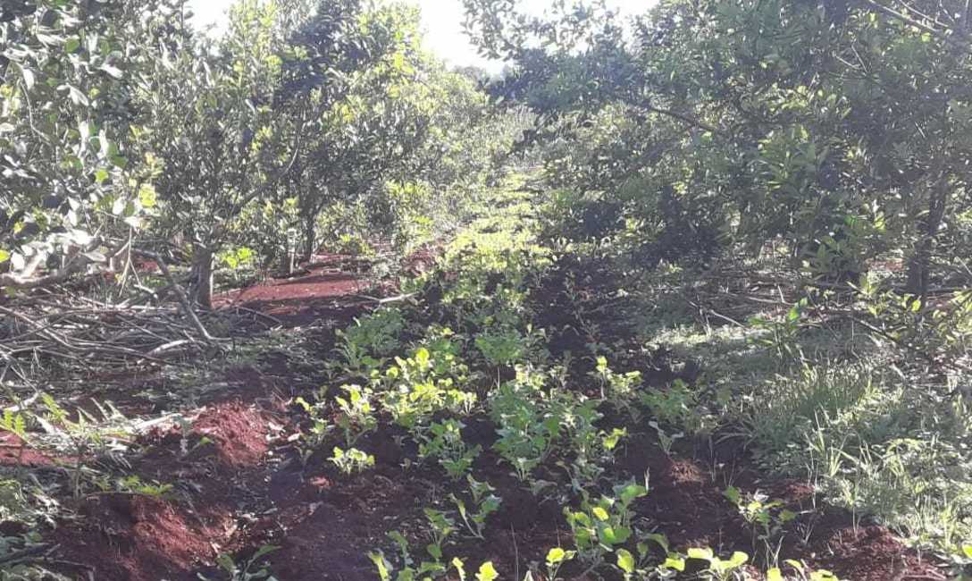 Nabo forrajero, foto: Mara Chedler.