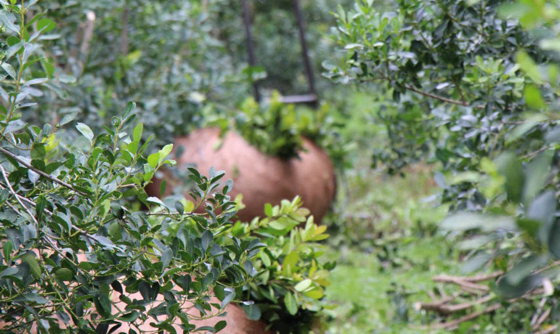 Los yerbales de De de Coulon pasaron de 1800 a 14000 kilos de hojas por hect&aacute;rea en promedio.