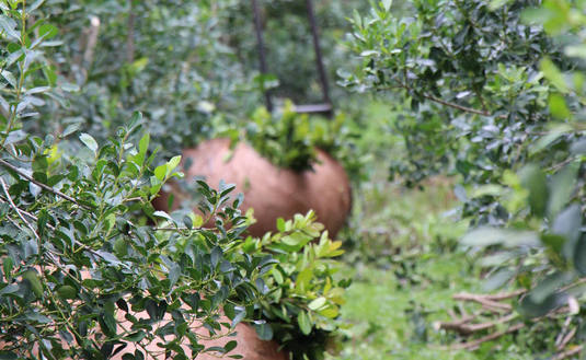 Los yerbales de De de Coulon pasaron de 1800 a 14000 kilos de hojas por hect&aacute;rea en promedio.
