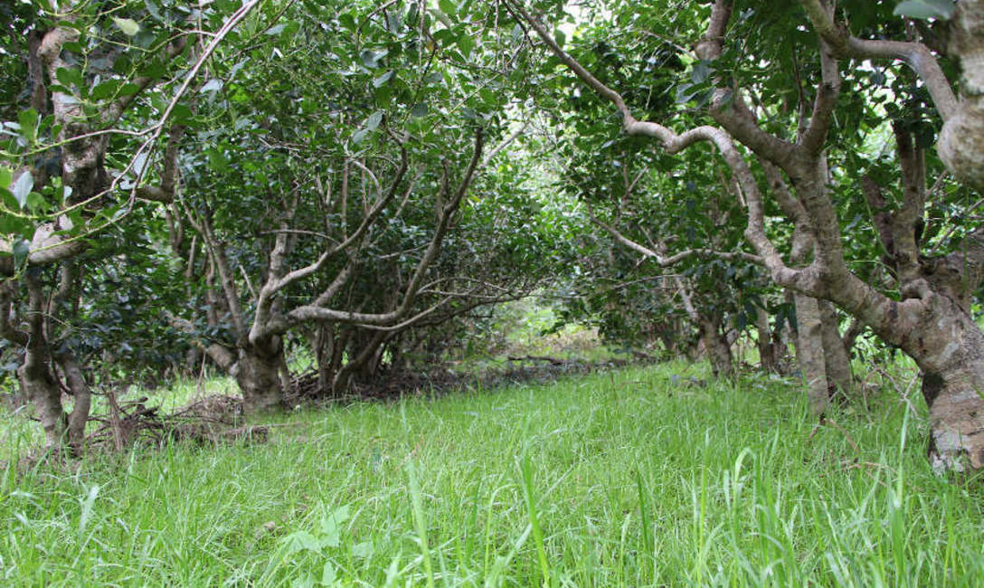 Suelo f&eacute;rtil, protegido con cubiertas verdes.