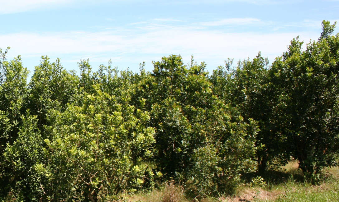 Imagen de El 6 de julio, registro de productores y yerbales en San Vicente