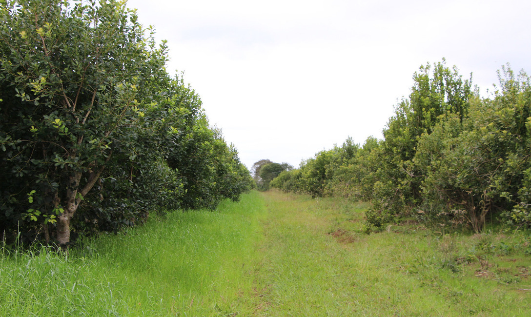Imagen de El 30 de junio, registro de productores y yerbales en Garab&iacute;