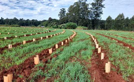 Cubiertas verdes: otra pr&aacute;ctica imprescindible.