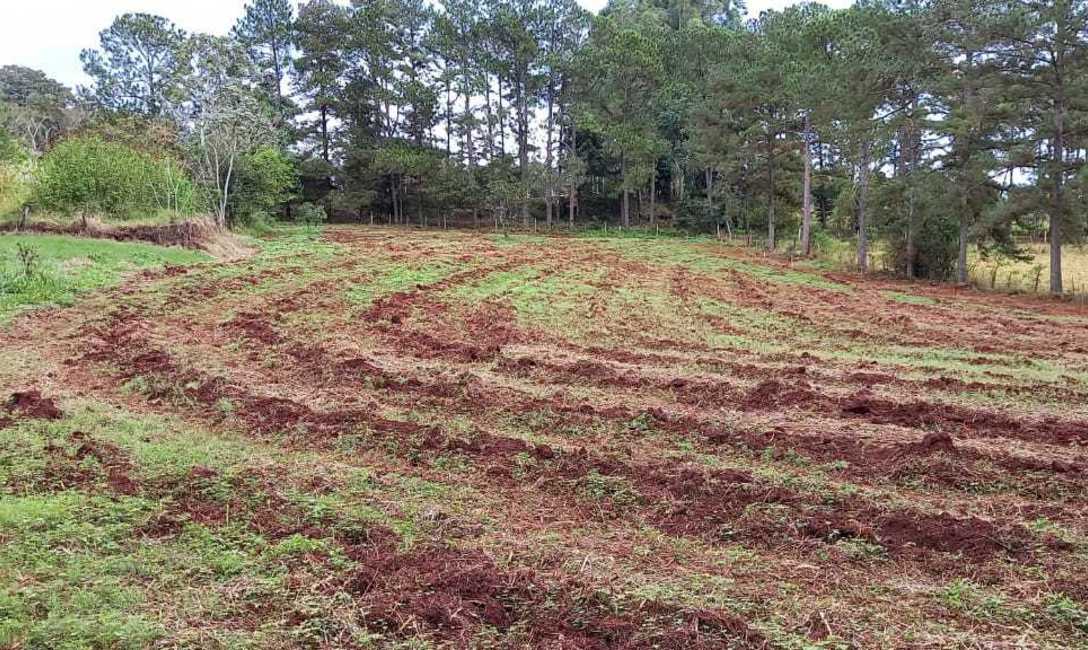 Plantaci&oacute;n de yerba mate en curva de nivel, en Eldorado, Misiones