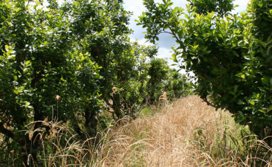 Imagen de Hasta el 31 de octubre hay tiempo para actualizar la superficie plantada de yerba mate