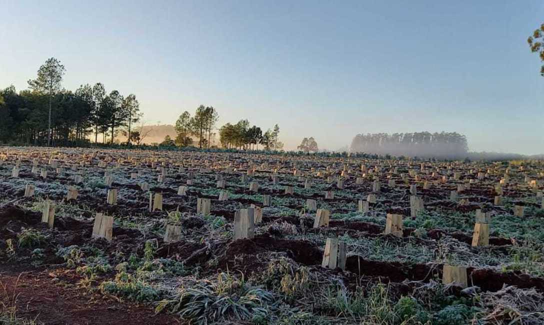 Imagen de Invierno en la zona productora