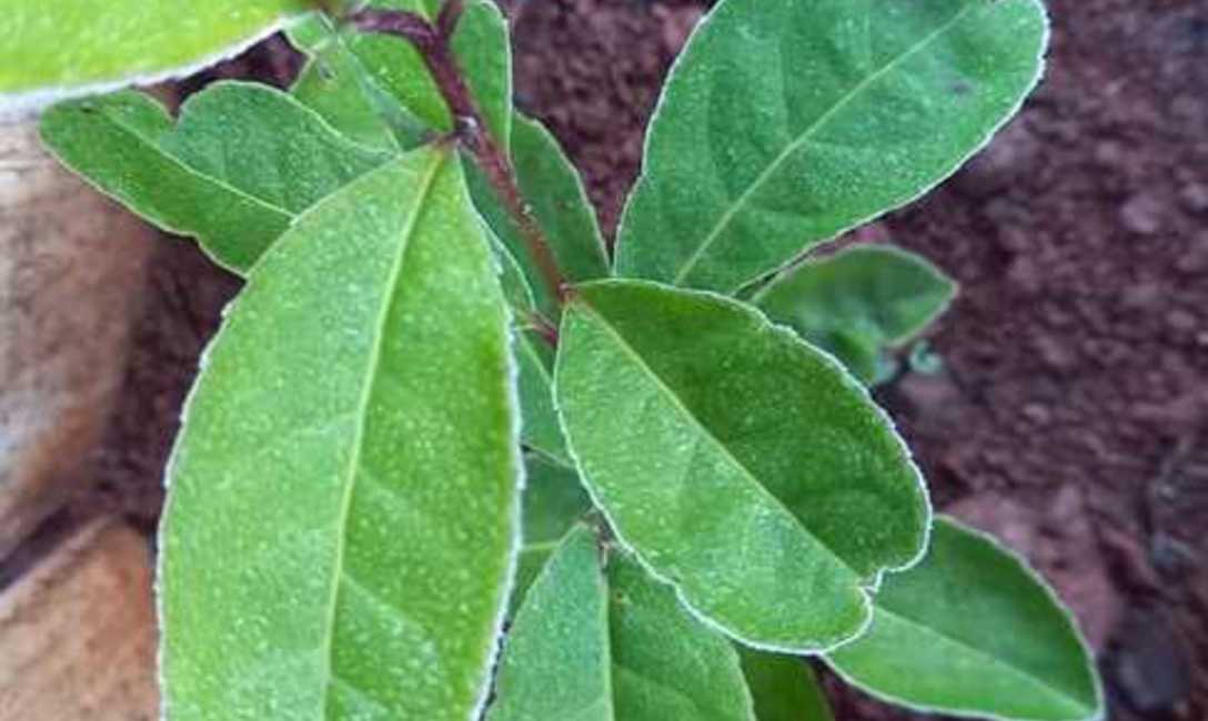 Imagen de Invierno en la zona productora