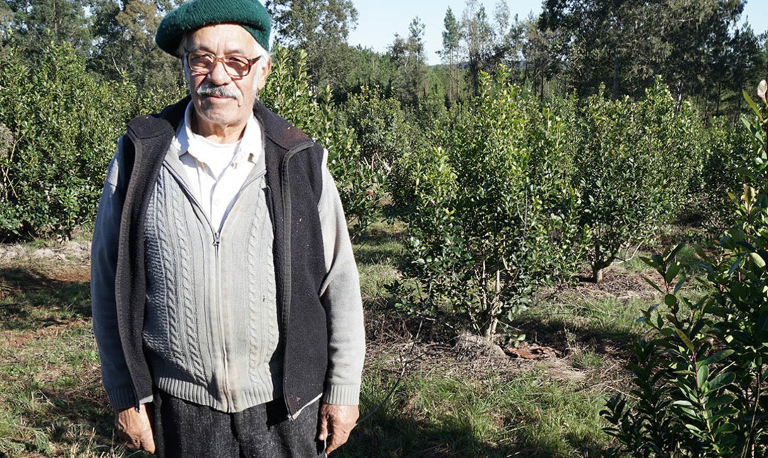 Imagen de Productores ya comenzaron a registrar yerbales no declarados