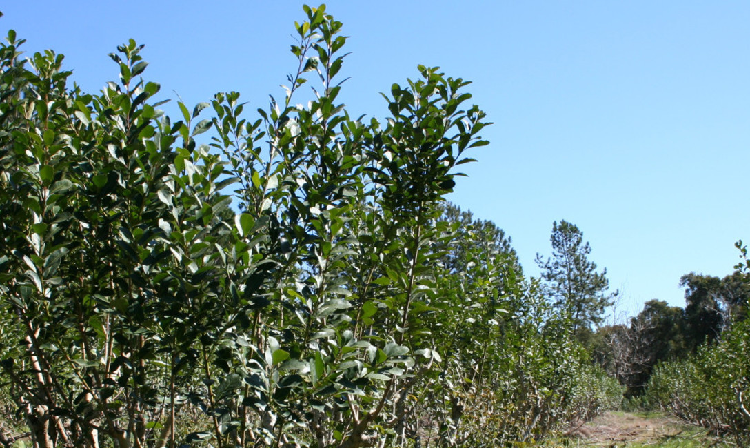 Imagen de El &Aacute;rea de Registros de Productores y Yerbales en distintos lugares de la zona productora