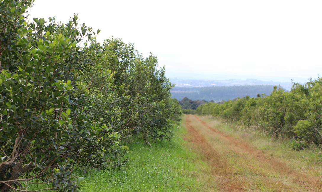 Imagen de El INYM actualizar&aacute; datos de yerbales con im&aacute;genes satelitales de la CONAE