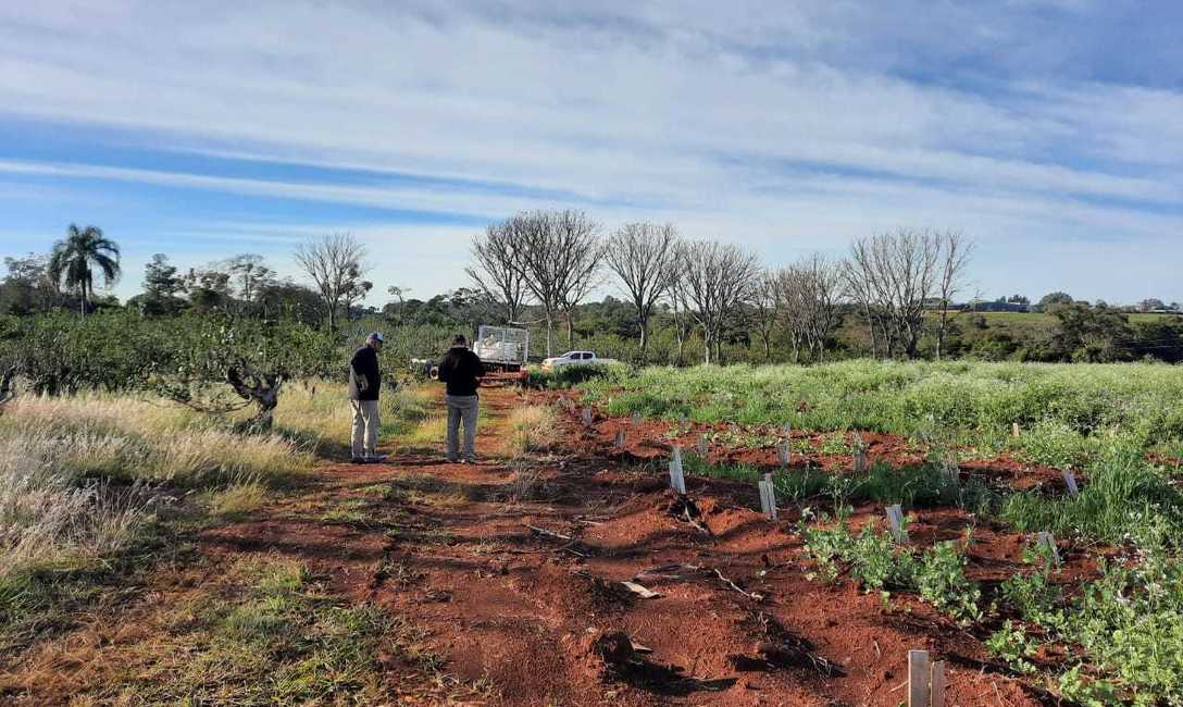 Imagen de El INYM actualizar&aacute; datos de yerbales con im&aacute;genes satelitales de la CONAE