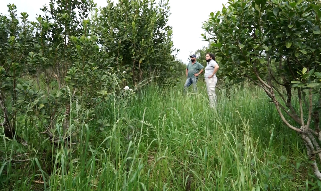 Las cubiertas verdes son claves para la protecci&oacute;n del suelo y el aporte de materia org&aacute;nica