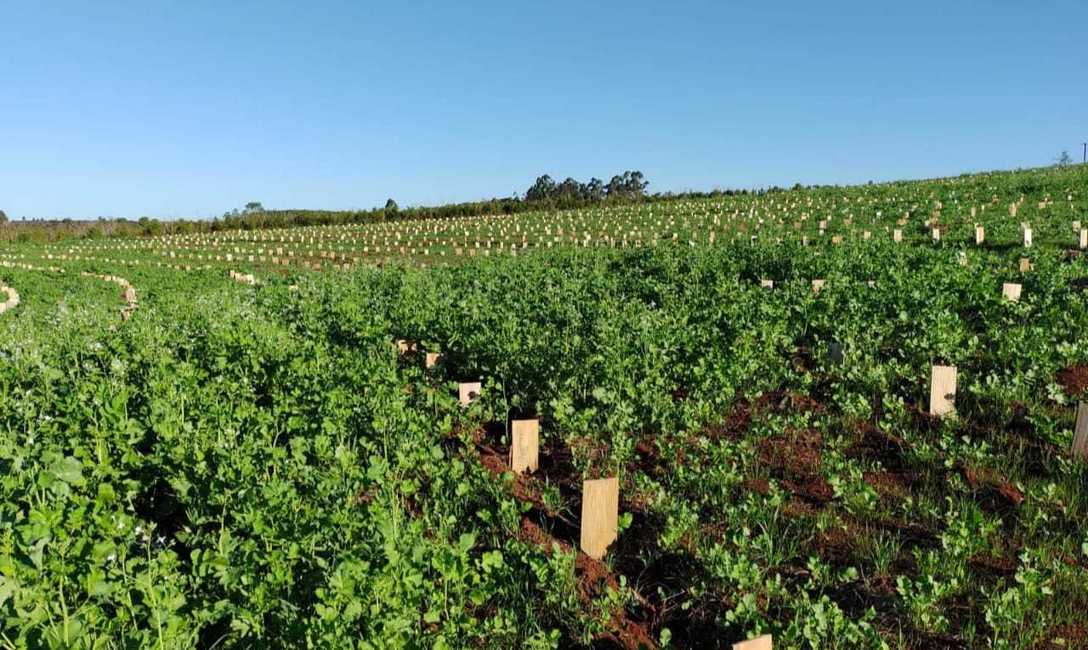 Imagen de Buena respuesta de productores a la actualización de yerbales Imagen de Buena respuesta de productores a la actualización de yerbales