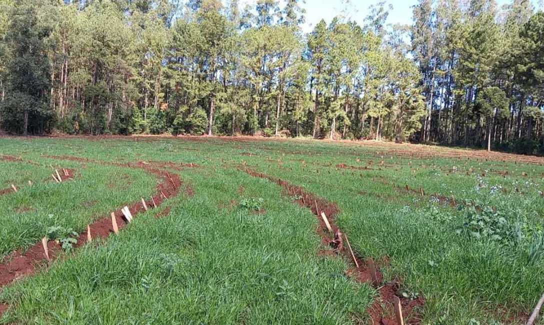 Imagen de Buena respuesta de productores a la actualización de yerbales Imagen de Buena respuesta de productores a la actualización de yerbales