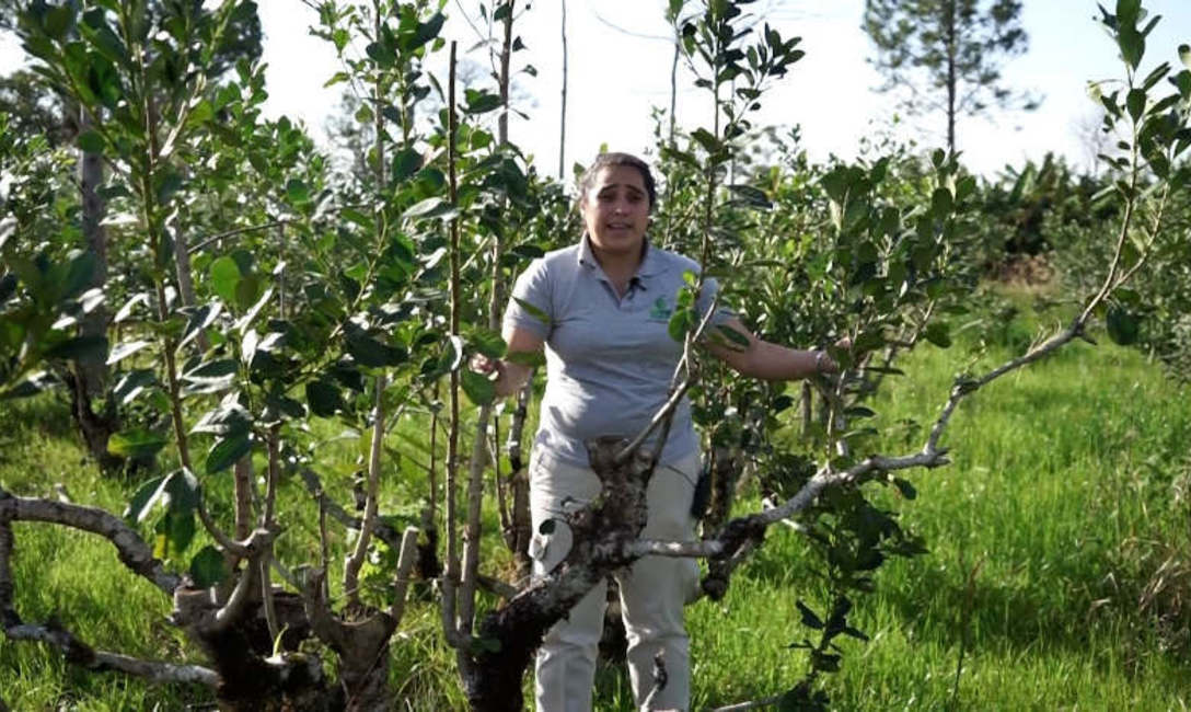 La ingeniera agr&oacute;noma Gabriela Silva Dico, del Servicio de Extensi&oacute;n Yerbatero