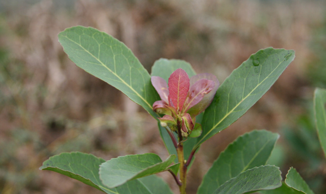 Imagen de Nueva reuni&oacute;n para avanzar con el uso de bioinsumos en yerba mate