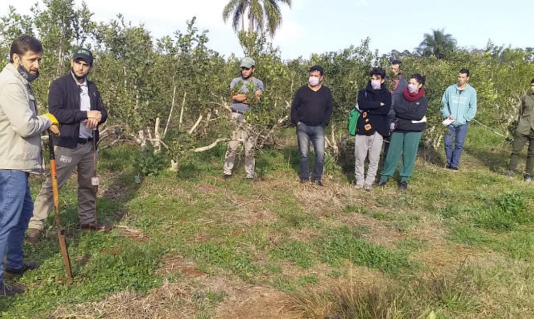Imagen de Capacitación en yerbal de la EFA de Andresito Imagen de Capacitación en yerbal de la EFA de Andresito