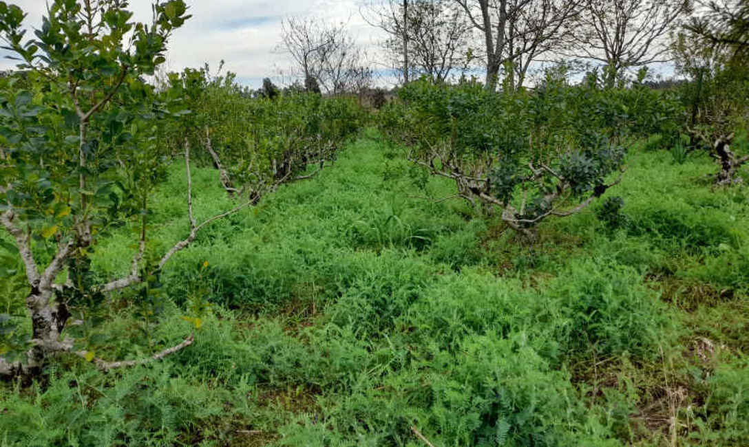 Imagen de Los Kononchuk, cien por cien agroecol&oacute;gicos, mejoran el rendimiento en su yerbal
