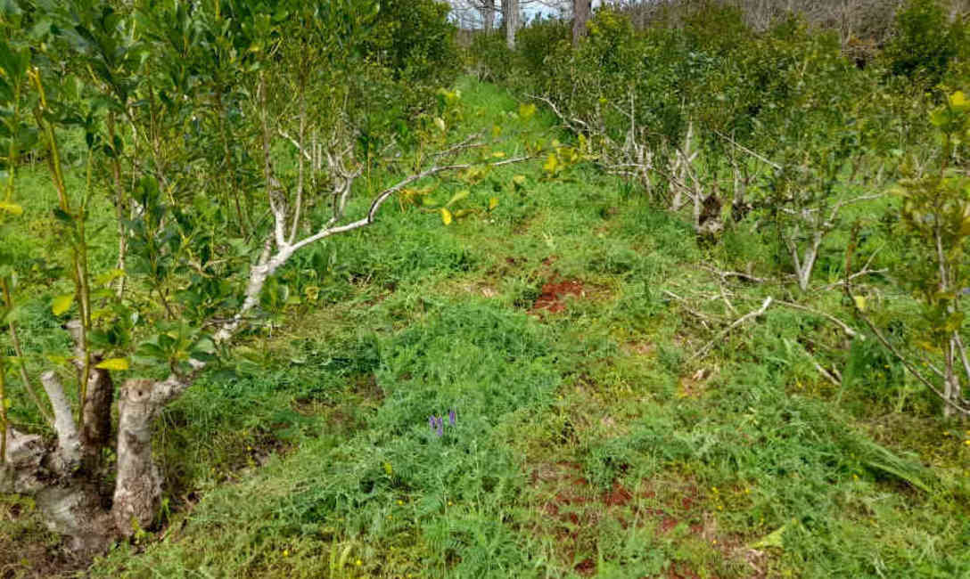 Imagen de Los Kononchuk, cien por cien agroecol&oacute;gicos, mejoran el rendimiento en su yerbal