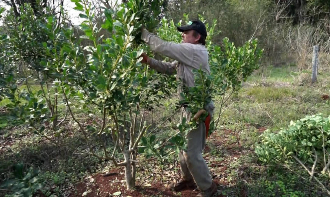 Kike Clausen realiza la cosecha y los arreglos de su yerbal del 3x1.